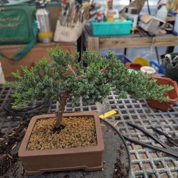Sanderson Creek Bonsai - Nurseries & Gardening Near Me - Fort Worth, Texas Sanderson Creek Bonsai - Nurseries & Gardening Near Me - Fort Worth, Texas