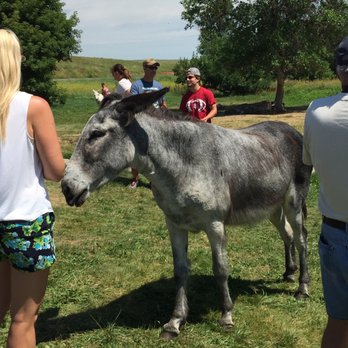 Custer State Park - Donkey - Parks Near Me - Custer, South Dakota Custer State Park - Donkey - Parks Near Me - Custer, South Dakota