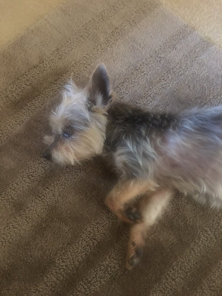 vca almaden valley animal hospital yelp