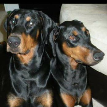 Shipp's Corner Pet Spa & Resort - Pet Boarding Near Me - Virginia Beach, Virginia