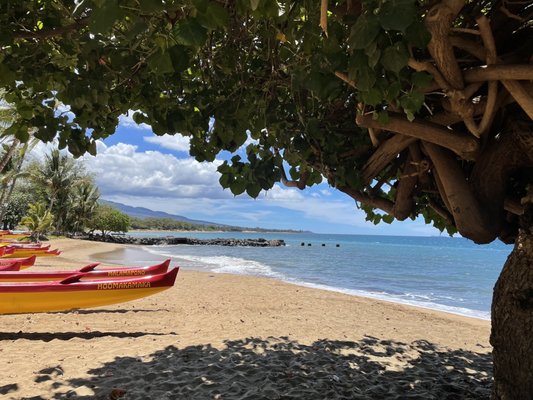Farmers Market Maui by null