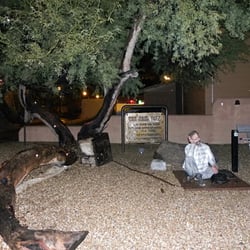 The Jail Tree - One of the biggest landmarks in Wickenburg, the town made due chaining outlaws to a tree when they didn't have a place for them