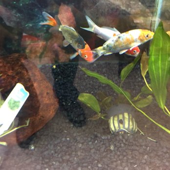 Petco 31 Photos 39 Reviews Pet Stores 17150 Bear Valley Rd