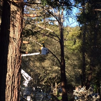 Sandborn Tree Service - Tree Services Near Me - Sebastopol, California