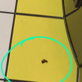 Super Wash Fluff & Fold - Dead roach on floor - Laundromat Near Me - Fullerton, California Super Wash Fluff & Fold - Dead roach on floor - Laundromat Near Me - Fullerton, California