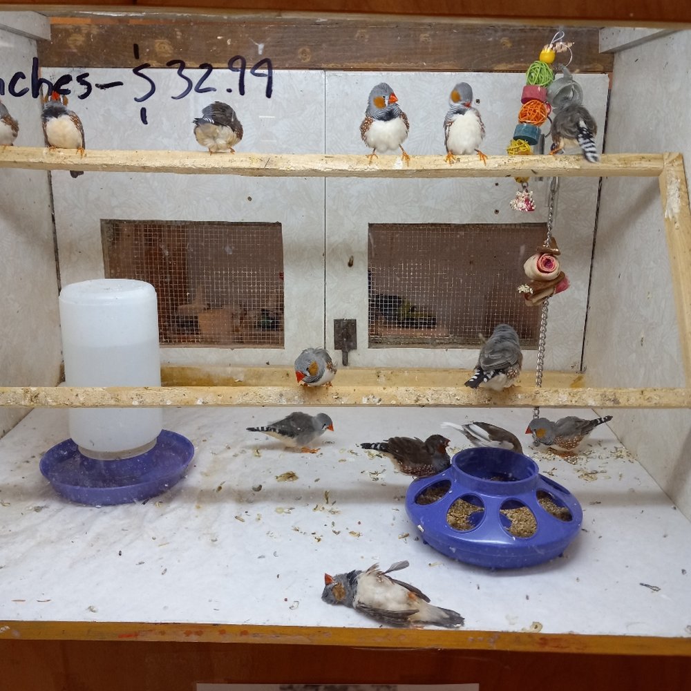 Forever Pets - Pet Services Near Me - San Antonio, Texas Forever Pets - Pet Services Near Me - San Antonio, Texas