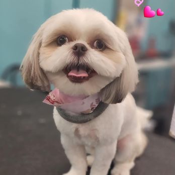 Paws Itively Grooming - Pet Groomers Near Me - Cleveland, Texas Paws Itively Grooming - Pet Groomers Near Me - Cleveland, Texas