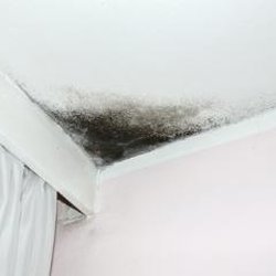 A-1 Mold Testing & Remediation Services - A-1 Mold Testing & Remediation Services