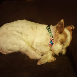 Peanut resting after her spa day at Paws Peanut resting after her spa day at Paws
