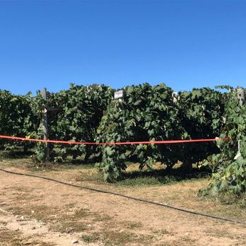 DuBois Farms - apples that are not ready to be picked yet - Bakeries Near Me - Highland, New York DuBois Farms - apples that are not ready to be picked yet - Bakeries Near Me - Highland, New York
