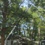 Photo of Arborex Tree Services
