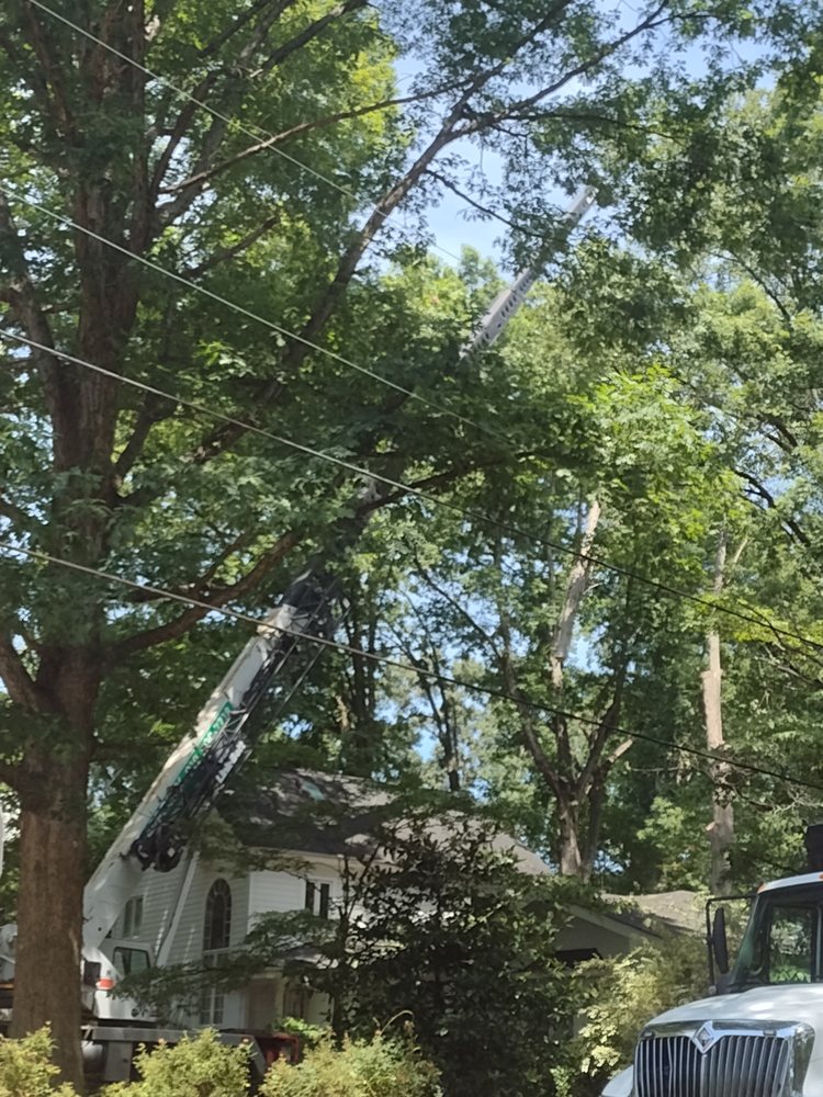 Arborex Tree Services - tree service in Raleigh, NC