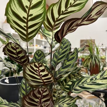 Urban Scout - Beautiful peacock calathea - Home Decor Near Me - Reno, Nevada Urban Scout - Beautiful peacock calathea - Home Decor Near Me - Reno, Nevada