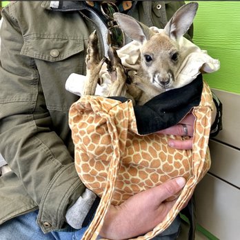 Branson's Promised Land Zoo - Baby Joey - Zoos Near Me - Branson, Missouri Branson's Promised Land Zoo - Baby Joey - Zoos Near Me - Branson, Missouri