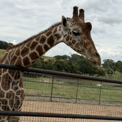 More Jeffrey, he gives kisses!