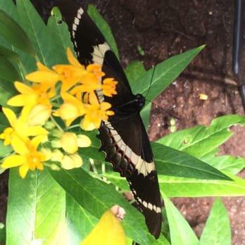 The Butterfly Place - August 2015 - Botanical Gardens Near Me - Westford, Massachusetts