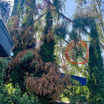 Villatoro Tree Care - Inaccessible broken branches - Tree Services Near Me Villatoro Tree Care - Inaccessible broken branches - Tree Services Near Me