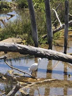 Wetlands & Wildlife Care Center by null