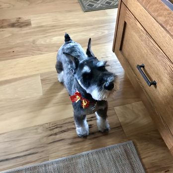 Posh Pups Pet Grooming - Pet Groomers Near Me Posh Pups Pet Grooming - Pet Groomers Near Me