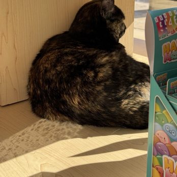 Dragon's Lair Comics & Fantasy - Shop Kitties - Comic Books Near Me - Austin, Texas