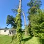 Photo of Foxx Tree Service