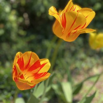 Van Vleck House & Gardens - Tulips - Botanical Gardens Near Me - Montclair, New Jersey Van Vleck House & Gardens - Tulips - Botanical Gardens Near Me - Montclair, New Jersey