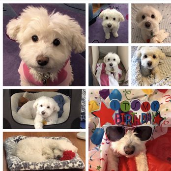 Eternity Pet Memorial - Her amazing gifts she gave to me for 14 years - Pet Cremation Services Near Me - Pittsburgh, Pennsylvania Eternity Pet Memorial - Her amazing gifts she gave to me for 14 years - Pet Cremation Services Near Me - Pittsburgh, Pennsylvania