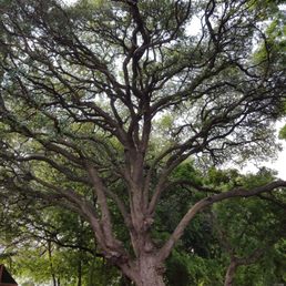 Oak tree after dead limb removal