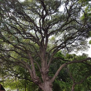 Austin Creative Landscaping - Oak tree after dead limb removal - Landscaping Near Me - Austin, Texas