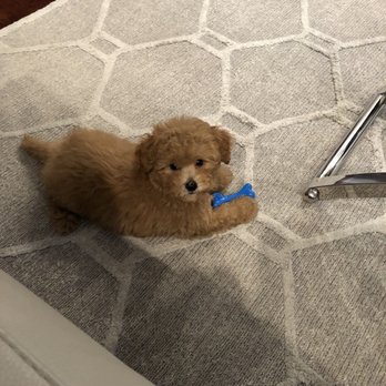 Bow Wow Babies - Joey our Yorkipoo - Pet Stores Near Me - Huntington, New York
