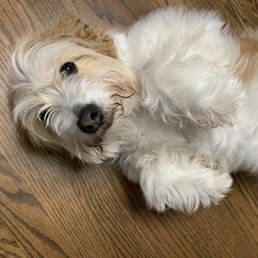 Dog Dog