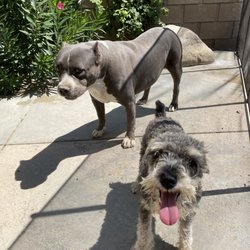 Smith Veterinary Hospital - Dolly and Jack (Jack was only 5 years old)
