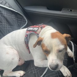 Mutt & BC's Bar & Grill - A service animal denied. Even after she was told he was a service animal