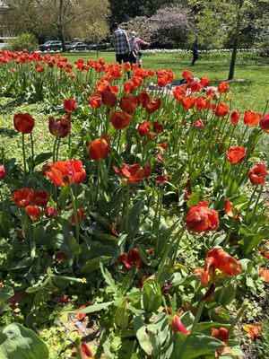 Sherwood Gardens by null