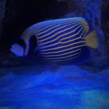 Blue Paradise - Emperor Angel (Pomacanthus imperator) - Aquarium Services Near Me - Dallas, Texas Blue Paradise - Emperor Angel (Pomacanthus imperator) - Aquarium Services Near Me - Dallas, Texas
