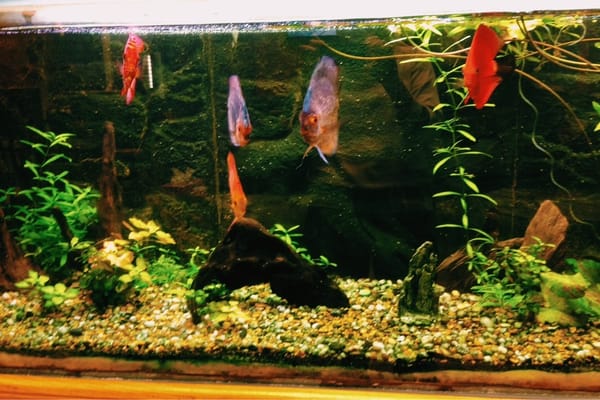 Try It Out Restaurant by null