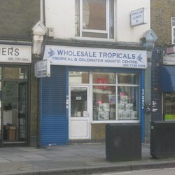 Wholesale Tropicals