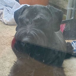 My very stubborn & silly Giant Schnauzer LOVES daycare & recently completed board & train with wonderful results. Groomer is also great! My very stubborn & silly Giant Schnauzer LOVES daycare & recently completed board & train with wonderful results. Groomer is also great!