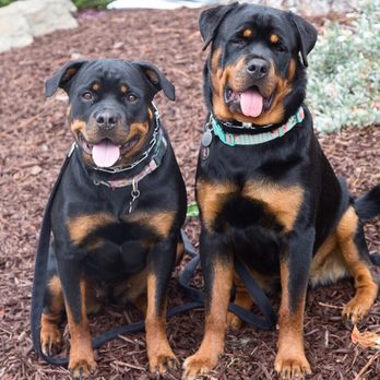 A-Team Dog Training - Pet Training Near Me A-Team Dog Training - Pet Training Near Me