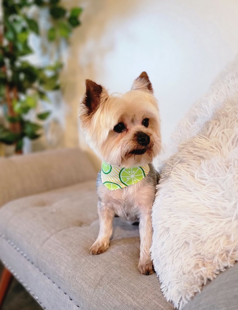 SOUTH BARK PETS Updated August 2024 20 Photos 606 Bethel Church Rd, Guntersville, Alabama