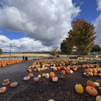 Tim's Pumpkin Patch - Pumpkin Patches Near Me - Marietta, New York Tim's Pumpkin Patch - Pumpkin Patches Near Me - Marietta, New York