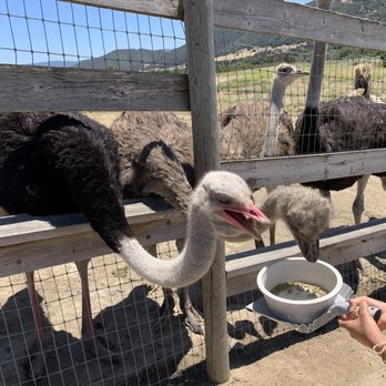 Ostrichland USA - So hungry! - Attraction Farms Near Me - Solvang, California Ostrichland USA - So hungry! - Attraction Farms Near Me - Solvang, California