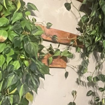 Banh Mi Viet - Planted on the wall - Vietnamese Near Me - San Francisco, California Banh Mi Viet - Planted on the wall - Vietnamese Near Me - San Francisco, California