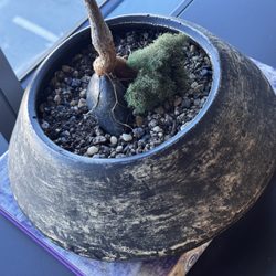 Dream Garden - Cool small/shallow vessel