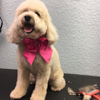 hairy hounds grooming