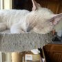 Photo of It's A Pet's World