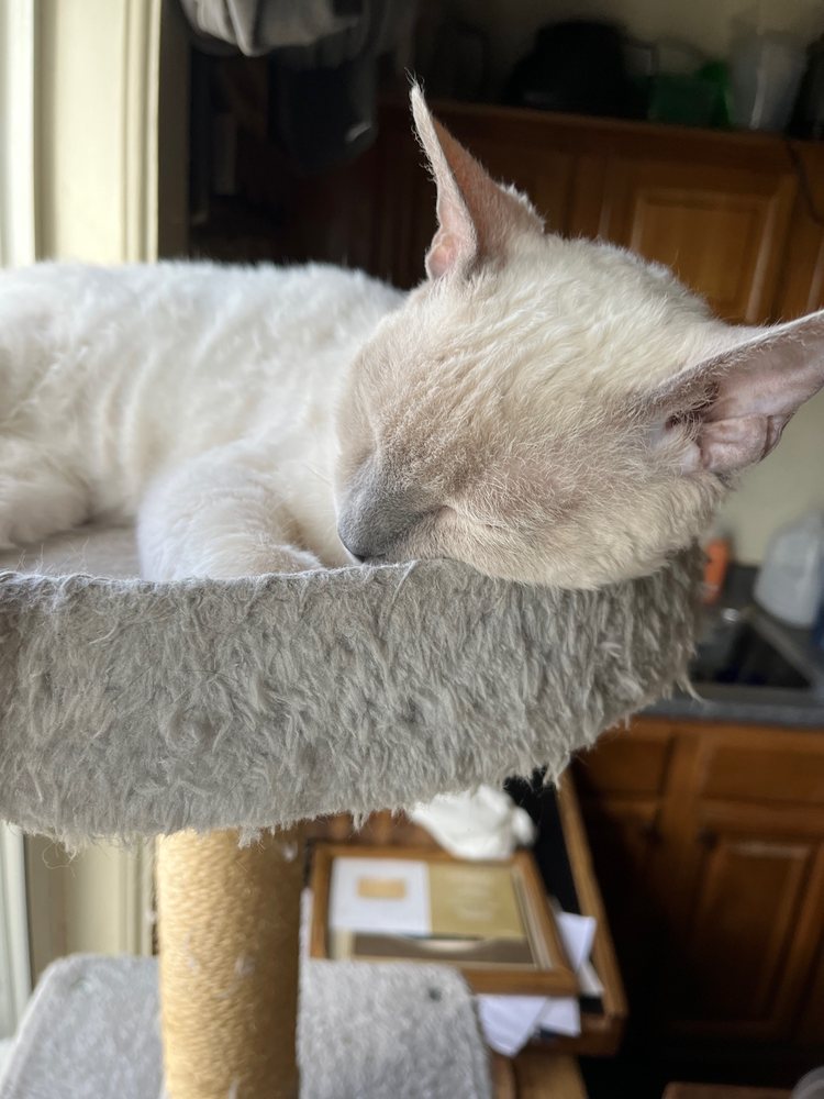 IT’S A PET’S WORLD Updated September 2024 71 Photos & 43 Reviews 147 Bridge St, Weymouth