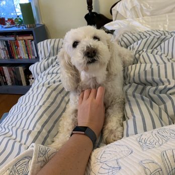 Warren Animal Hospital - January 2019! Fluffy fur, no more paw tumor and no bad teeth! - Veterinarians Near Me - Warren, Rhode Island Warren Animal Hospital - January 2019! Fluffy fur, no more paw tumor and no bad teeth! - Veterinarians Near Me - Warren, Rhode Island