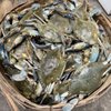 Blu Miles Seafood & Grill gift card