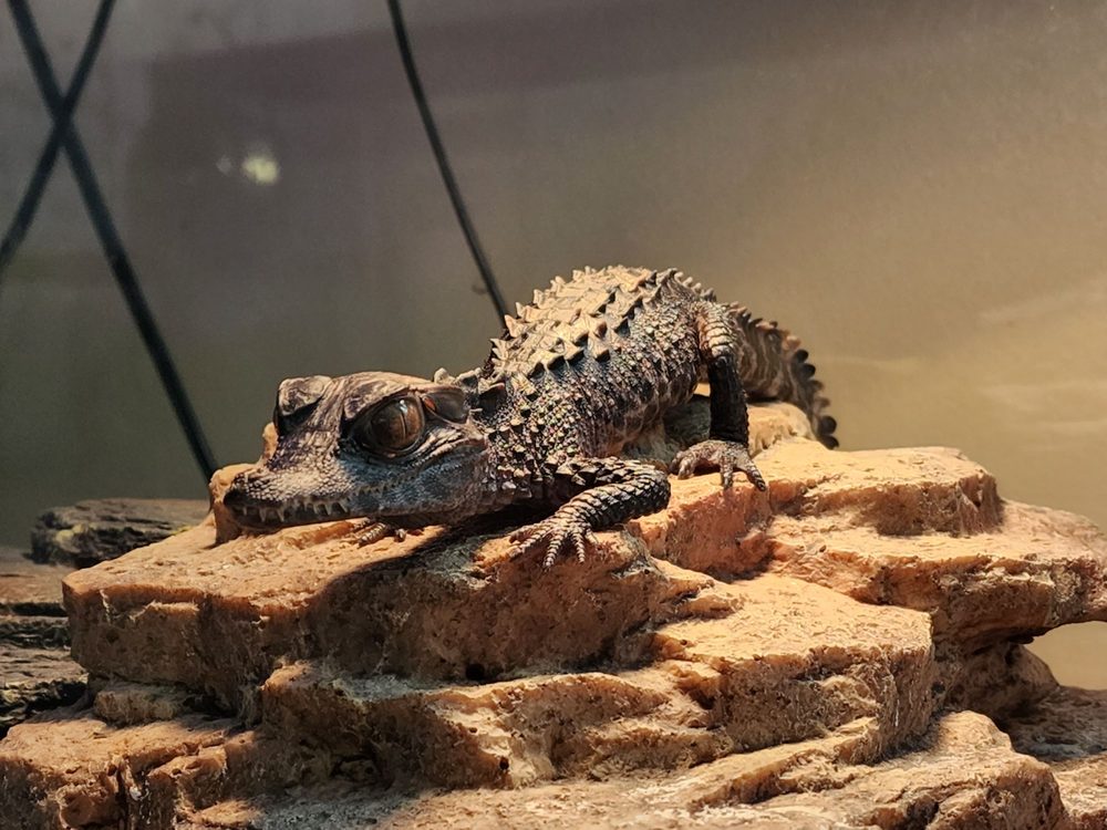 Lowcountry Exotics Image